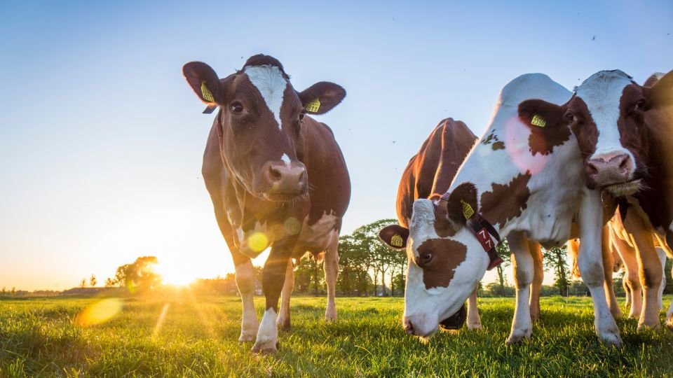 Animal Nutrition